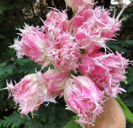 Tulpe 'Drakensteyn'